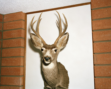 Deer 4694, from the EMPIRE portfolio